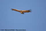 Witruggier / African White-Backed Vulture