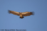 Witruggier / African White-Backed Vulture