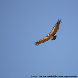 Witruggier / African White-Backed Vulture