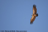 Witruggier / African White-Backed Vulture
