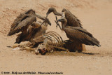 Witruggier / African White-Backed Vulture