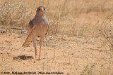 Zanghavik / Southern Pale Chanting-Goshawk