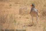 Zanghavik / Southern Pale Chanting-Goshawk