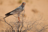 Zanghavik / Southern Pale Chanting-Goshawk