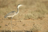 Zwartkopreiger / Black-Headed Heron