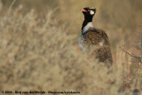 Noordelijke Zwarte Trap / Northern Black Korhaan