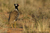 Noordelijke Zwarte Trap / Northern Black Korhaan