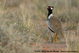 Noordelijke Zwarte Trap / Northern Black Korhaan