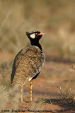 Noordelijke Zwarte Trap / Northern Black Korhaan