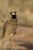 Noordelijke Zwarte Trap / Northern Black Korhaan