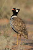 Noordelijke Zwarte Trap / Northern Black Korhaan