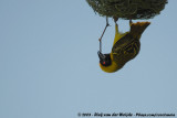 Maskerwever / Southern Masked Weaver