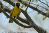 Maskerwever / Southern Masked Weaver