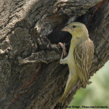 Maskerwever / Southern Masked Weaver