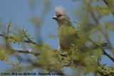 Witstuitmuisvogel / White-Backed Mousebird