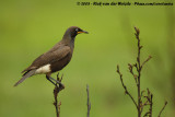 Tweekleurige Glansspreeuw / Pied Starling