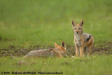 Zadeljakhals / Black-Backed Jackal