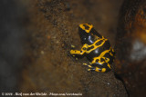 Bijenpijlgifkikker / Yellow-Banded Poison Dart Frog