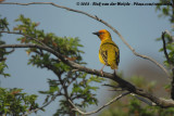 Kaapse Wever / Cape Weaver