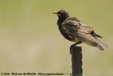 Tweekleurige Glansspreeuw / Pied Starling