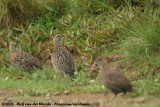 Grijsvleugelfrankolijn / Grey-Winged Francolin