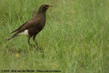 Tweekleurige Glansspreeuw / Pied Starling