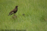 Tweekleurige Glansspreeuw / Pied Starling