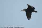 Kaapse Ibis / Southern Bald Ibis