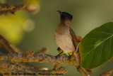 Geelstuitbuulbuul / Dark-Capped Bulbul