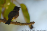 Geelstuitbuulbuul / Dark-Capped Bulbul