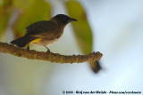 Geelstuitbuulbuul / Dark-Capped Bulbul