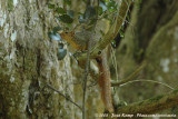Tonga Roodstaarteekhoorn / Tonga Red Squirrel