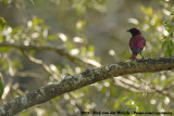 Amethistspreeuw / Violet-Backed Starling