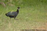 Kroonparelhoen / Crested Guineafowl