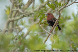 Parelastrild / Pink-Throated Twinspot