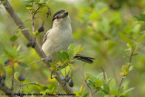 Black-Backed PuffbackDryoscopus cubla hamatus