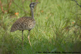 Zwartbuiktrap / Black-Bellied Bustard