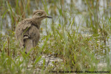 Watergriel / Water Thick-Knee