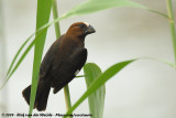 Grosbeak WeaverAmblyospiza albifrons woltersi