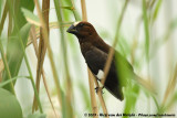 Grosbeak WeaverAmblyospiza albifrons woltersi