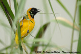 Kleine Textorwever / Lesser Masked Weaver