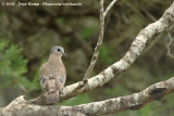 Smaragdvlekduif / Emerald-Spotted Wood-Dove