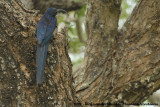 Zuid-Afrikaanse Boomhop / Common Scimitarbill