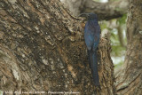 Zuid-Afrikaanse Boomhop / Common Scimitarbill