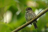 Kaapse Breedbek / African Broadbill