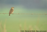 Hanenstaartwidavink / Long-tailed Widowbird