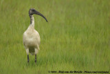 Heilige Ibis / Sacred Ibis