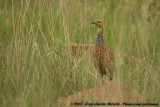 Roodvleugelfrankolijn / Red-Winged Francolin