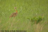 Zuidelijke Witbuiktrap / Barrow's Korhaan