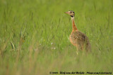 Zuidelijke Witbuiktrap / Barrow's Korhaan